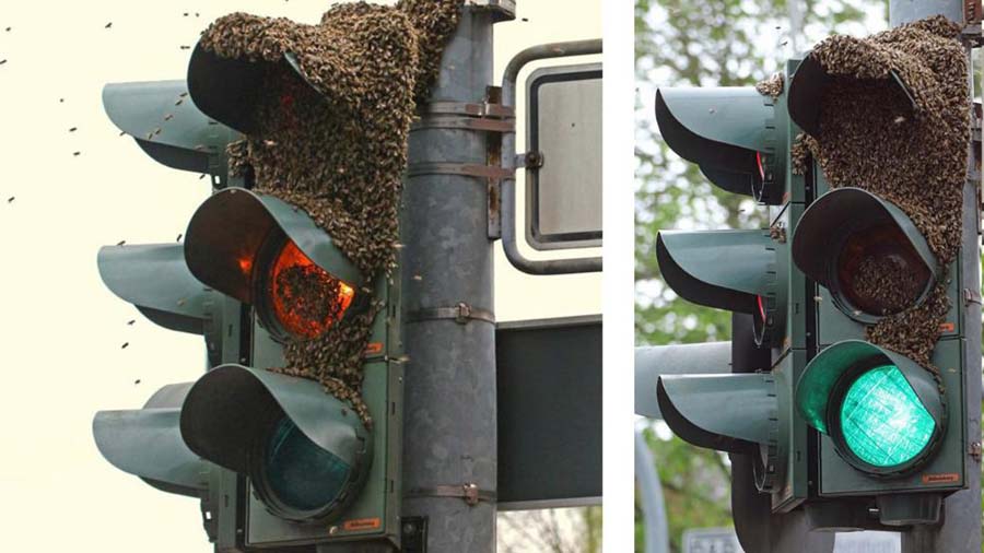 當蜜蜂愛上交通信號燈